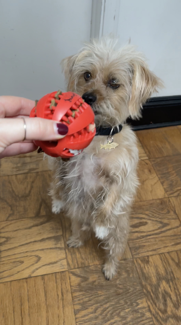 Happy dog playing with Pupp Stuff Chew Ball